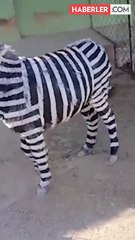 Ziyaretçi çekmek için eşekleri zebra gibi boyadılar