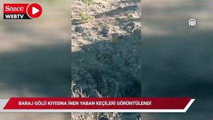 Baraj gölü kıyısına inen yaban keçileri görüntülendi