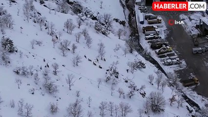 Yaban Keçileri Karsız Bölgelere İniyor