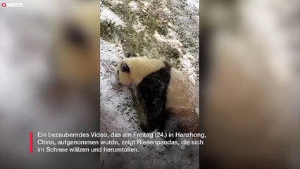 Riesige Pandas haben die Zeit ihres Lebens beim Spielen im Schnee