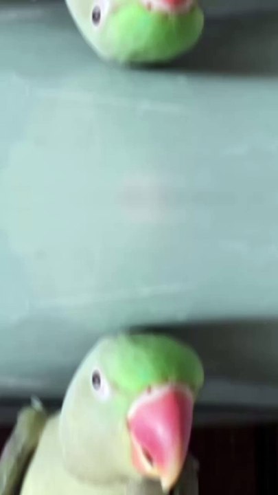 Pets life #trending #usa #viral #shortvideo #baby #pet #animals #hen #murgha #murgi #rooster