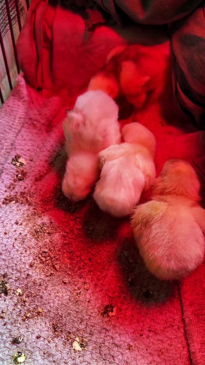 Pets life #trending #usa #viral #shortvideo #baby #pet #animals #hen #murgha #murgi #rooster