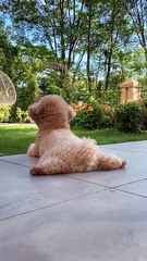 Funny Moments of Cat & Dog Bosses - Episode 28 |  Meow & Woof Universe