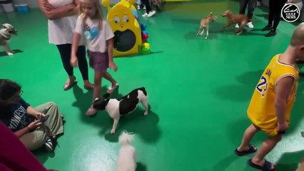 Dubai sisters launch mobile app Bearlot’s Furry Friends to simplify pet adoption