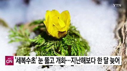 제주 봄 전령 '세복수초' 눈 뚫고 개화...지난해보다 한 달 늦어 / YTN