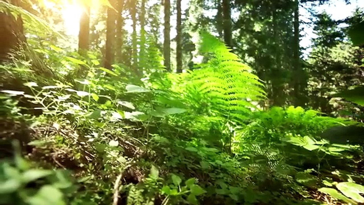 Beautiful Piano Music  Relaxing music, Study music, Stress Relief, Focus, Meditation, Calm Music