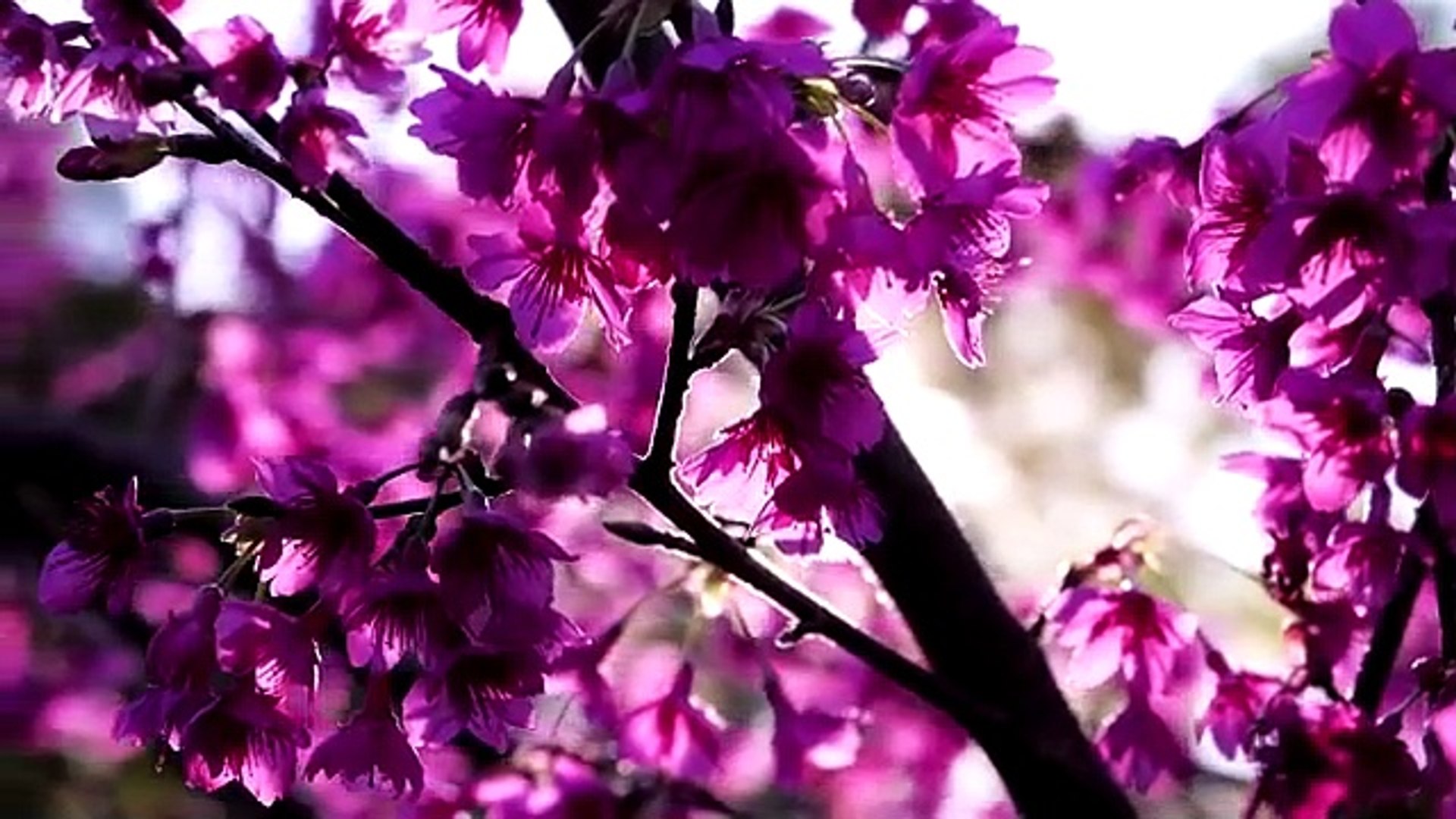 Beautiful Relaxing Music Piano Music • Sleep Music • Study music • Stress Relief • Calm Music