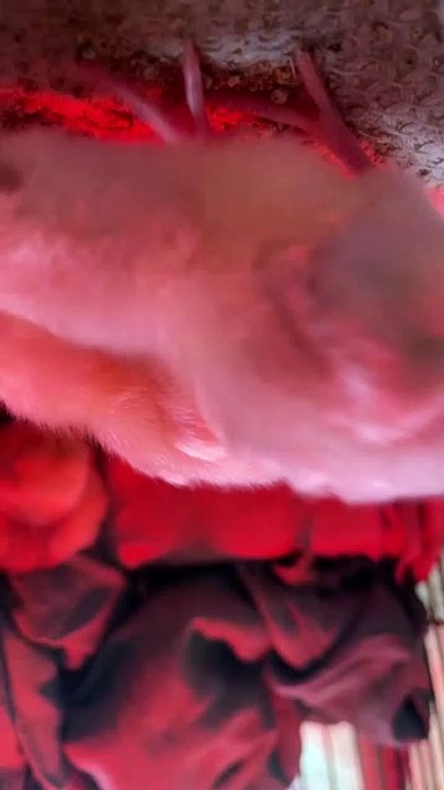 Pets life #trending #usa #viral #shortvideo #baby #pet #animals #hen #murgha #murgi #rooster