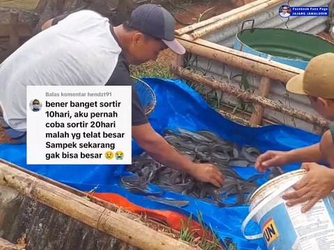 Kapan sortir lele, Berapa kali sortir dari awal tebar sampai panen, Segmen Pembesaran lele❓