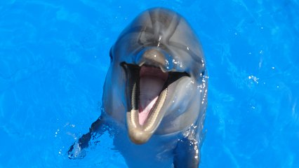 Scatta l'ora delle obbligazioni - Tuffarsi in nuove acque - Episodio 2