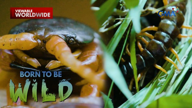 Higanteng alupihan, namataan sa kagubatan ng Negros Occidental?! | Born to be Wild