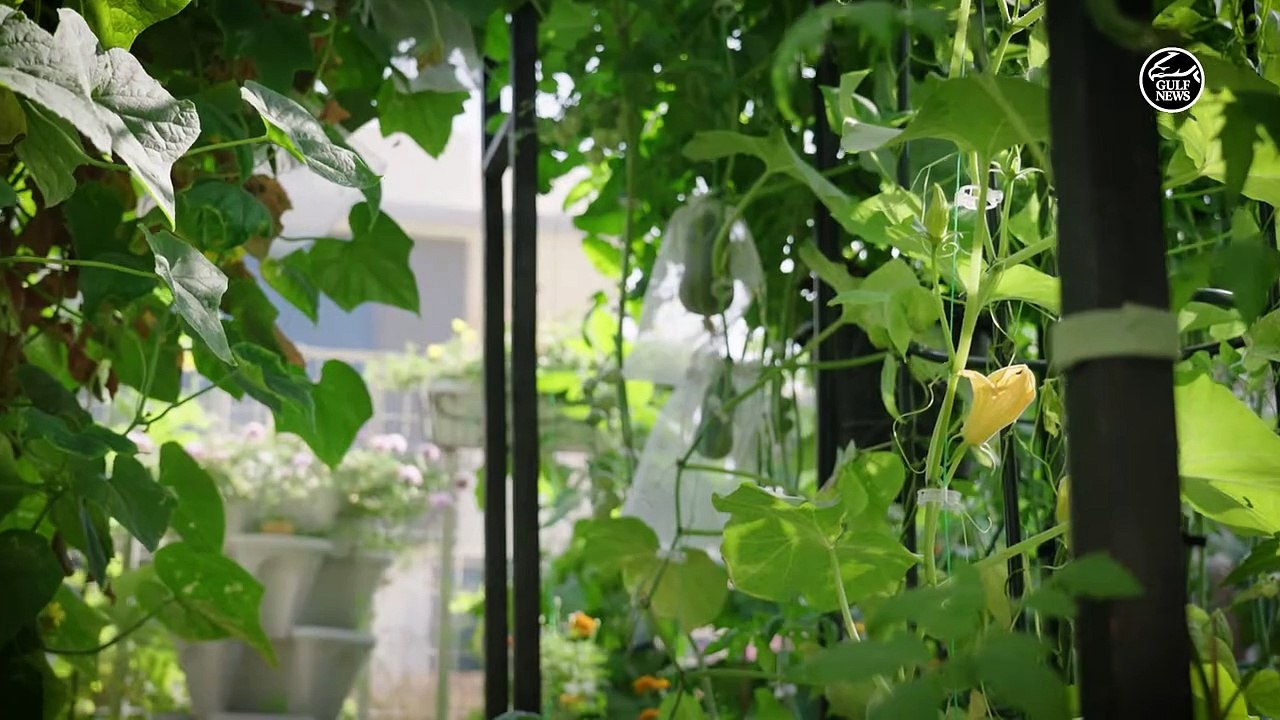 How to grow a vegetable garden in UAE winters