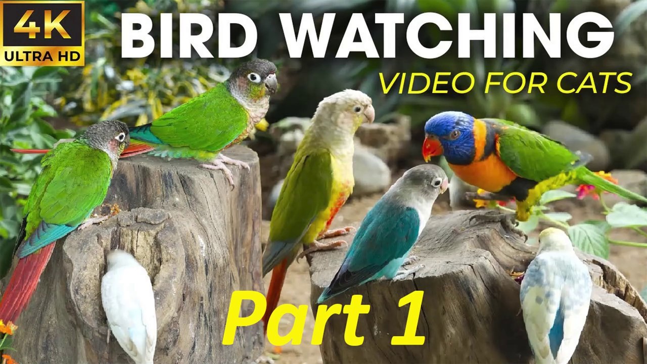 Birds For Cats To Watch Helps Cats Relax Best - Best For Cats To Watch Bird and Squirrels PART 1