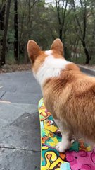 I want to control you for 30 seconds... Today, when we went down the more than 100-story stairs, Coke was skateboarding 🛹leisurely. He even looked back at me after getting off the skateboard... I was really out of breath 🙈