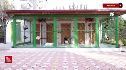 Ankara kedisinin geleceği güvence altında