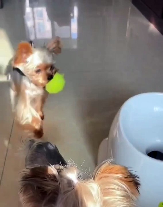 🐾 Welcome to the ultimate celebration of our fur babies on **#DogsOfInstag