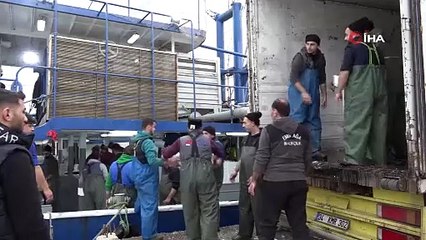 Rotalar İğneada'ya Çevrildi: Kasa Kasa Hamsi Tutuldu