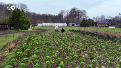 Try making kale like a German Oma cooks it!