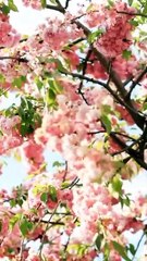 Cherry blossoms to soothe your eyes