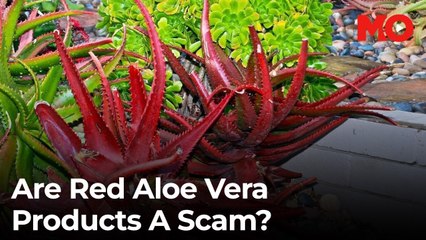 Red aloe vera: A scam or not?