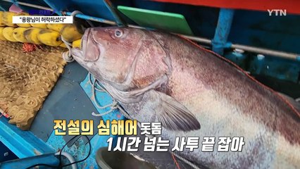 "용왕님이 허락하셨다" 제주서 183cm 돗돔 잡혔다 [앵커리포트] / YTN