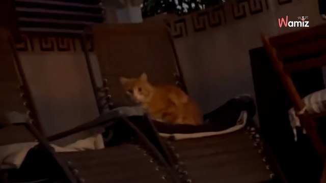 Au réveil, elle manque de s'étouffer en découvrant l'inconnu qui dort sur la chaise longue du jardin (vidéo)