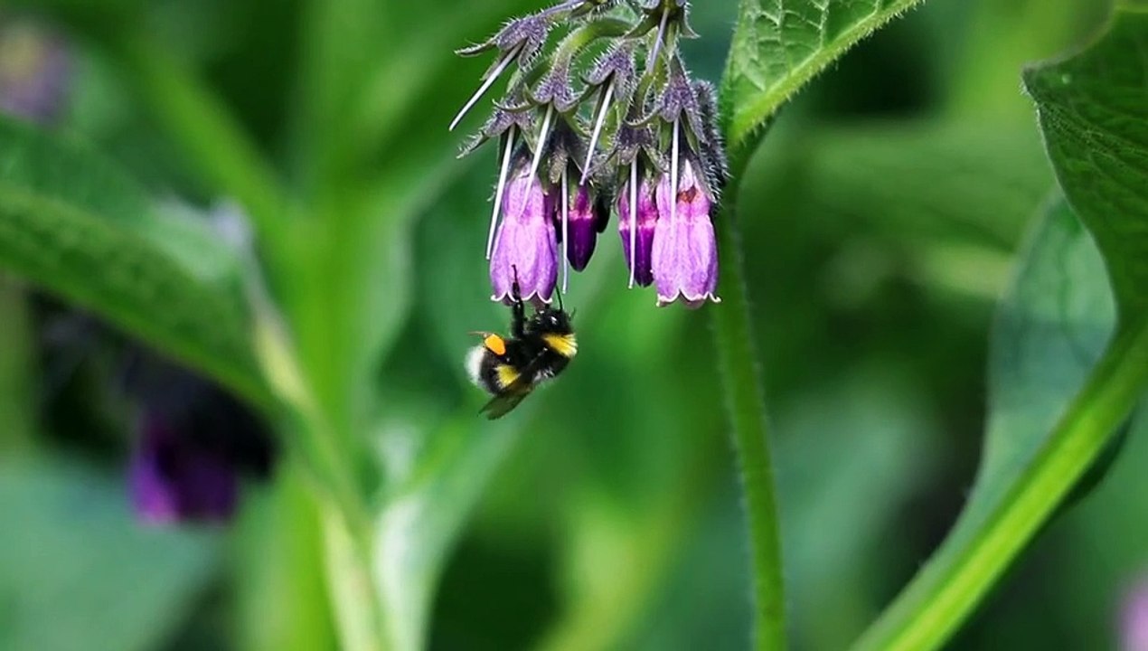 Animal life... honey bee 🐝