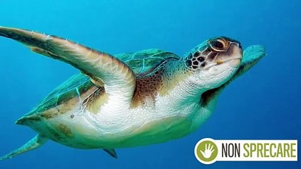 Salvataggio delle tartarughe in Calabria