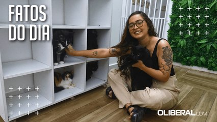 'Companheiros terapêuticos', gatos contribuem para o bem-estar dos tutores