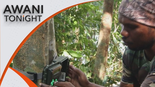 AWANI Tonight: Strengthening tiger conservation in Malaysia