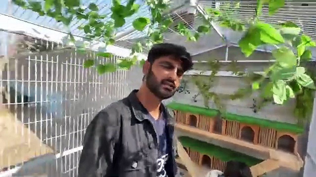 shehar mein dehat ep 145 2025 animal mini zoo Guinea Pigs Ko Beautiful House Main Shift Kr Diya