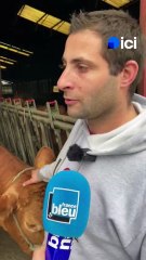 Oupette, une vache limousine de la Vienne est l'égérie du Salon de l'Agriculture 2025