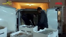 Palermo, la guardia di finanza sequestra oltre 800 kg di pesce e lo devolve in beneficenza