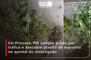 Em Princesa, PM cumpre prisão por tráfico e descobre plantio de maconha no quintal do investigado