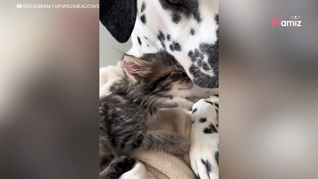 Elle accueille un chaton pour quelques semaines : son chien a une réaction qui coupe le souffle (vidéo)
