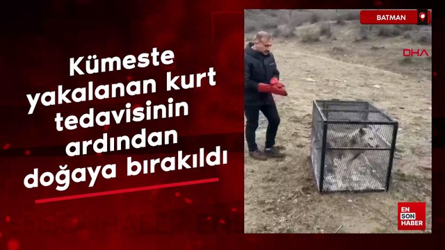 Batman'da kümeste yakalanan kurt, tedavisinin ardından doğaya bırakıldı
