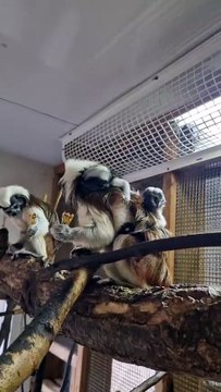 Award-winning Yorkshire Wildlife Park is celebrating the birth of another set of rare twin Cotton Top Tamarin Monkeys