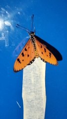 Butterfly #butterfly #nature #butterflyreels #shorts #tamil