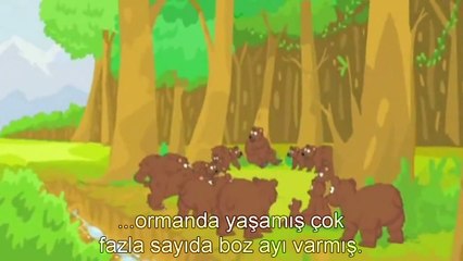 Boz ayılar neden kutup ayılarına evrildi