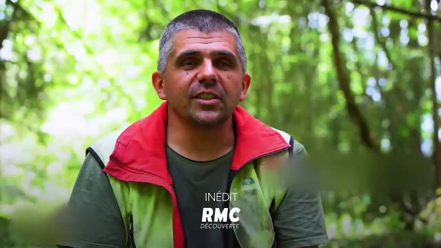 Bûcheron : un métier à hauts risques