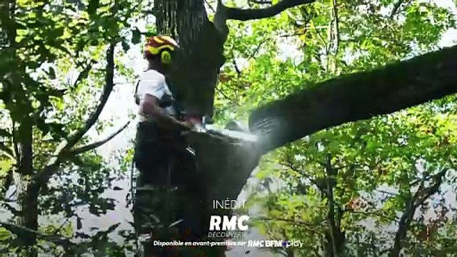 Bûcheron : un métier à hauts risques