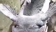 This fish is still alive with that situation