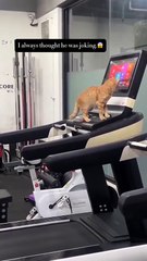 El entrenamiento de un gato en la cinta de correr: su inteligencia es sobrenatural