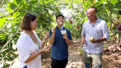 Pase en vivo - Finca de Cacao