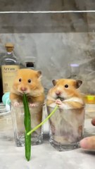 Hamster's Favorite Snack Revealed! #shorts #ytshorts #youtubeshorts #pets #cute #hamsters