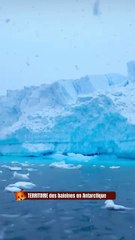 TERRITOIRE des Baleines en Antarctique