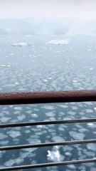 RETOUR À L’EAU pour les manchots