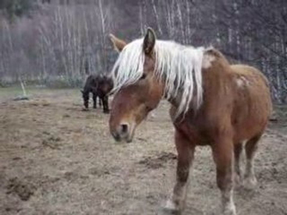 Poulain en train de se relever + Cheval se grattant