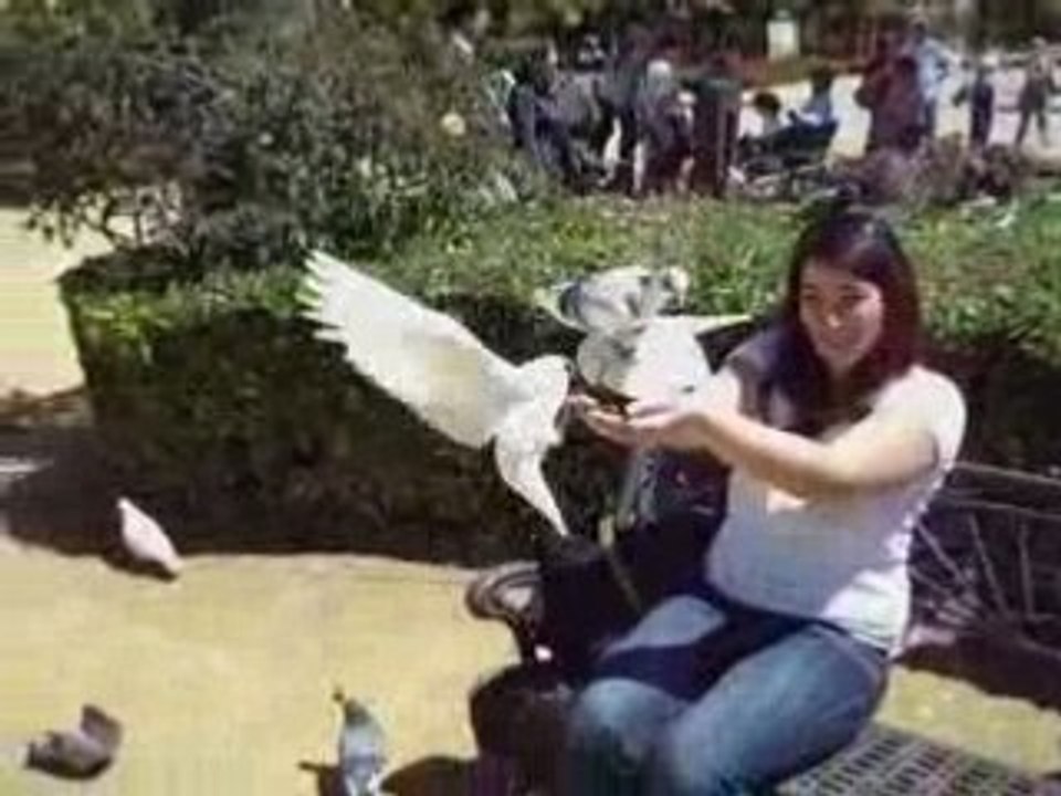 Délire avec des colombes