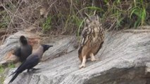 Curious Crow and Furious Rock Eagle Owl